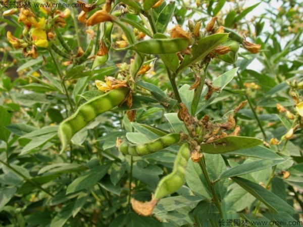 木豆種子發芽出苗開花圖片