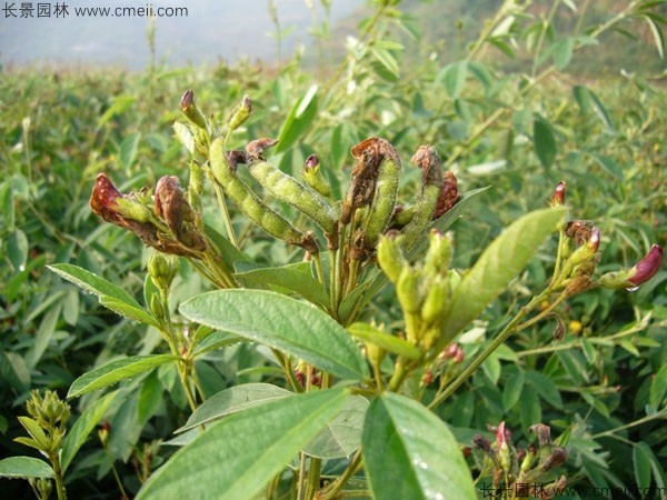 木豆種子發(fā)芽出苗開花圖片