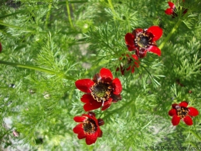 福壽花種子幾天發芽