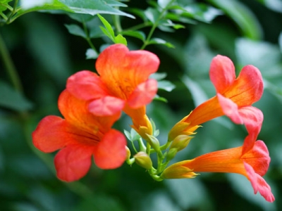 美國凌霄花種植時間是什么時候？