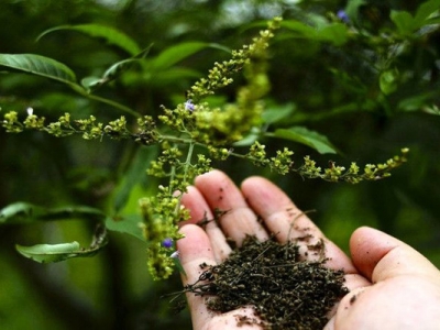 黃荊條種子什么時候播種？