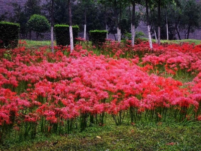 石蒜可能早開花嗎？