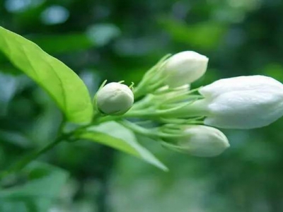 茉莉花播種幾天后發(fā)芽？