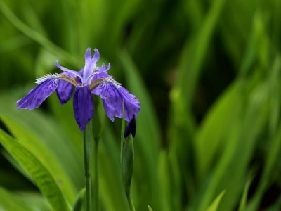 鳶尾花什么時(shí)候移栽最好