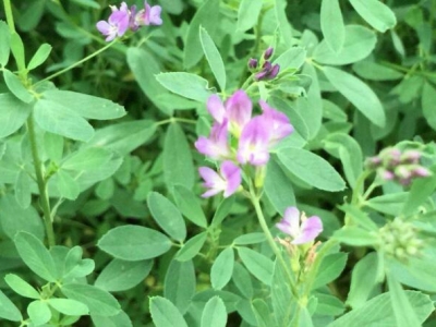 山上大樹林里可不可以種植山羊牧草