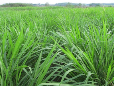 野生黑麥草一般長在哪里？