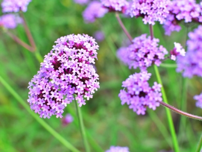 馬鞭草多久發(fā)芽？