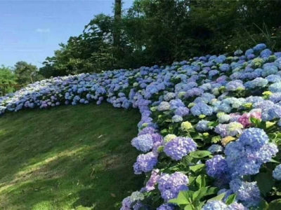 繡球花苗多少錢一顆？