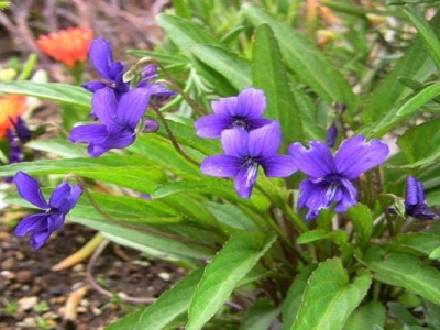 春季開花宿根花卉有哪些？