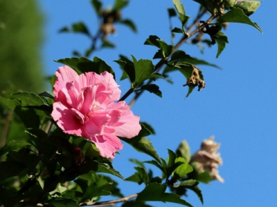 木槿花東北可以養嗎？