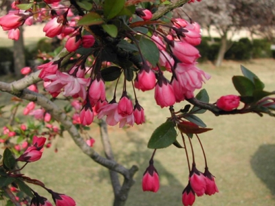 垂絲海棠的花是什么顏色？