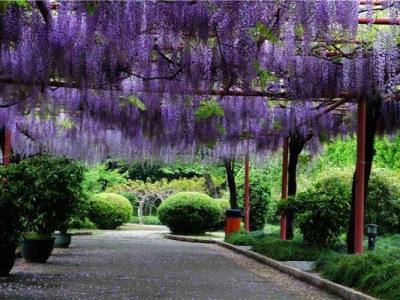 紫藤有四季開花的嗎？