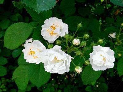 有四季開(kāi)花的薔薇花嗎？