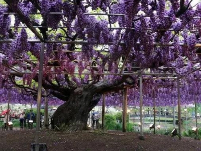 紫藤花種子種植能開花嗎？