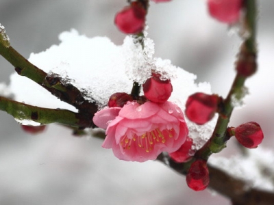 梅花樹一般什么時候開花？