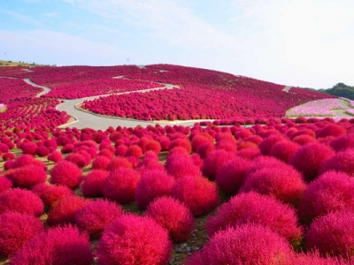 地膚種子種植時間是幾月？