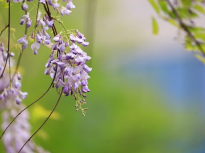 當年移栽的紫藤最遲多久發(fā)芽