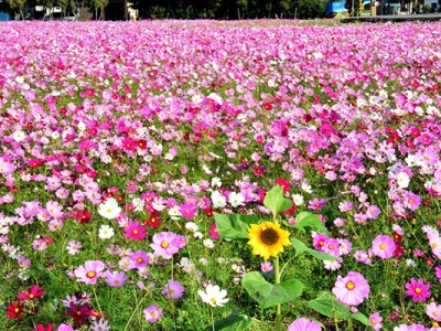 花海里面有樹(shù)嗎？