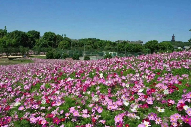 波斯菊花朵花海