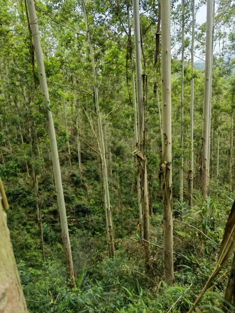 桉樹林速生抗風桉樹