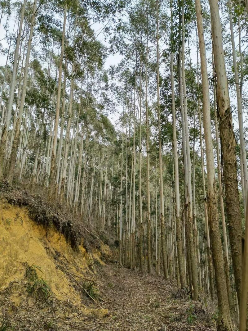 桉樹林速生抗風(fēng)桉樹