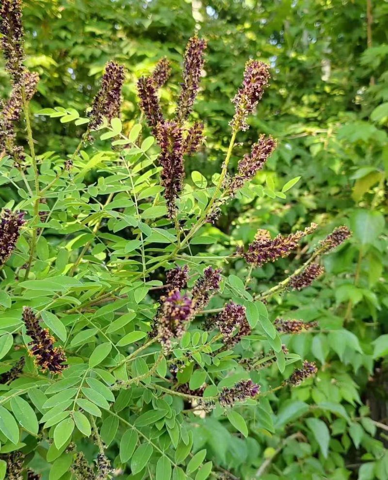 紫穗槐開(kāi)花圖片