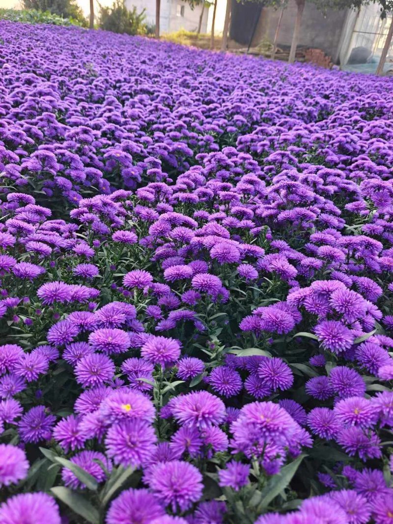 紫苑盆栽開花圖片秋季菊類紫色