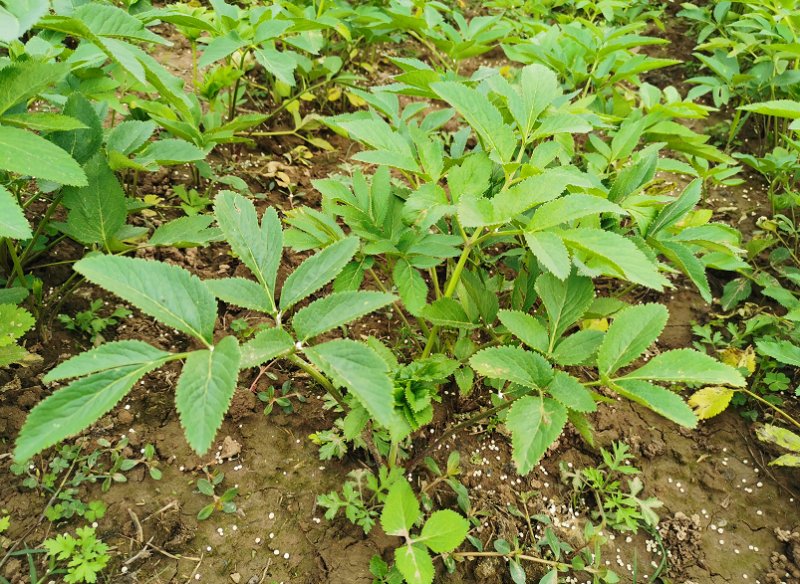 白芷藥材種植基地