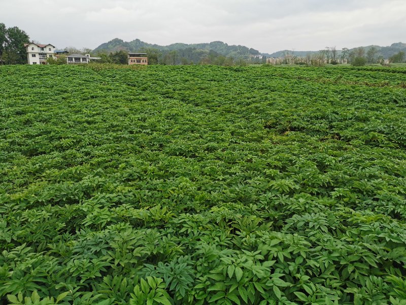 白芷藥材種植基地