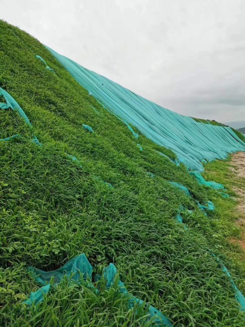 邊坡綠化防止水土流失