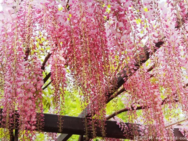 粉色紫藤粉花日本紫藤