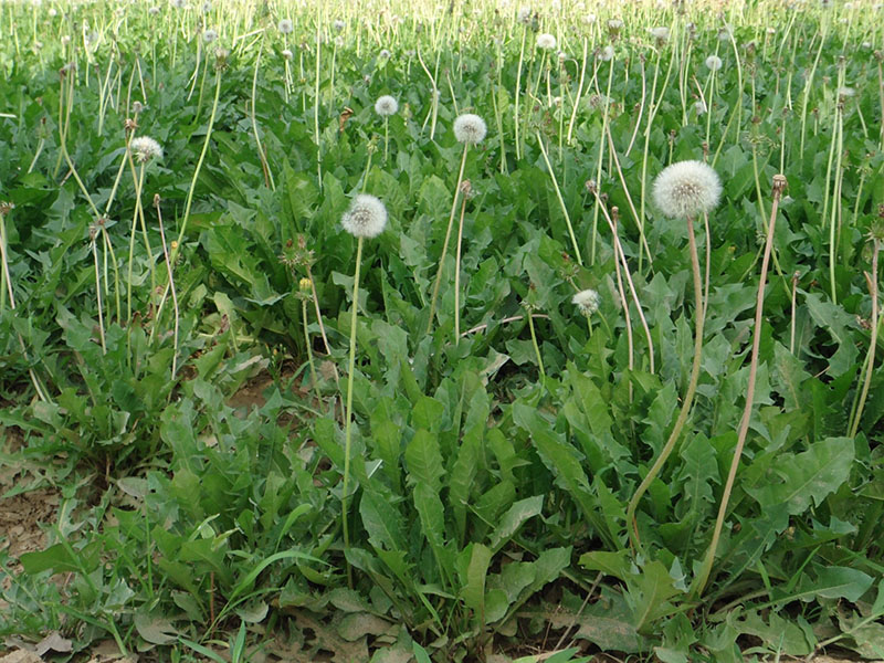 大葉蒲公英開花