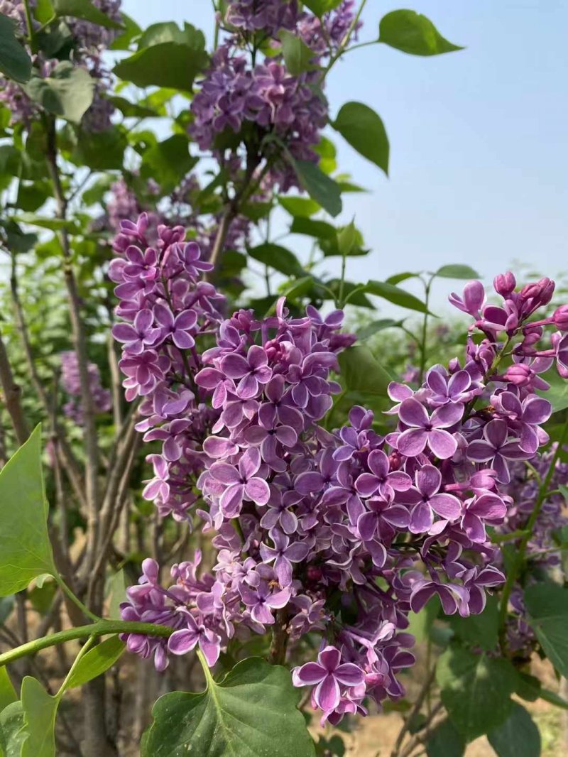 丁香樹開花花朵