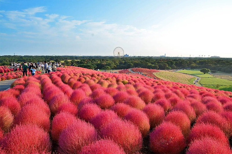 紅葉地膚植株圖片