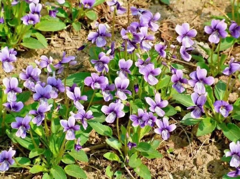 紫花地丁開花