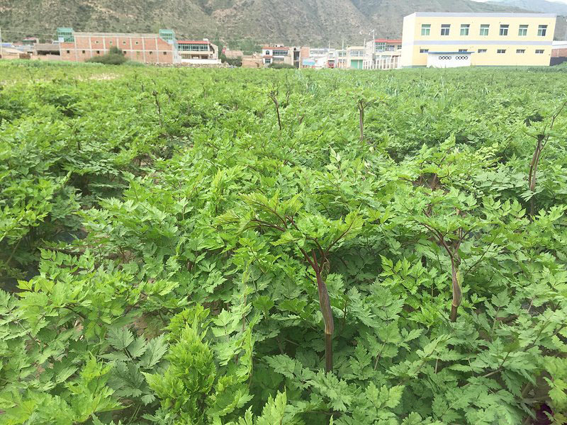 中藥材當歸植株田地藥田