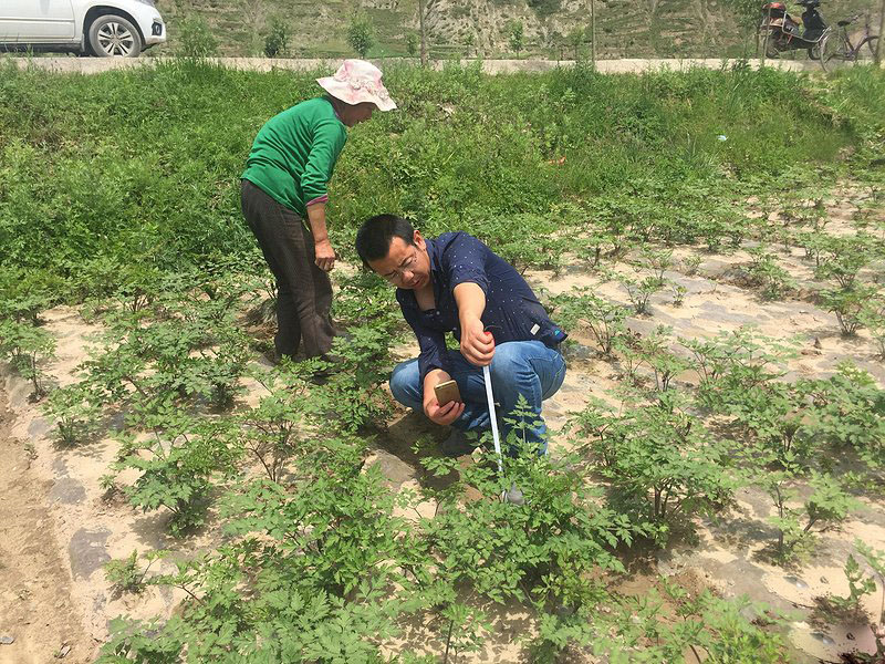 中藥材當歸植株田地藥田