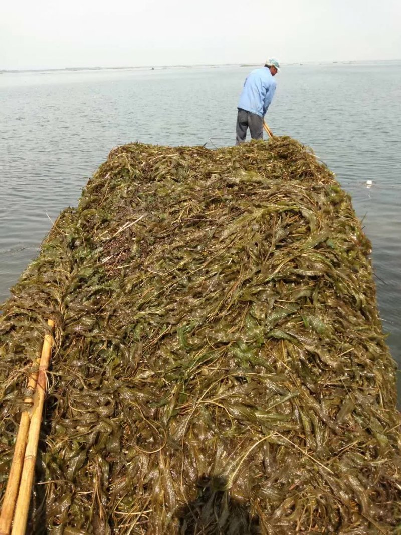 黑藻沉水植物水生凈化打撈現場