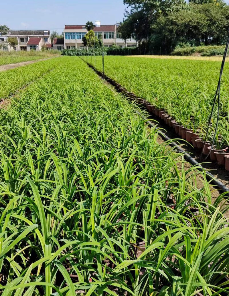 常綠萱草盆栽杯苗袋苗