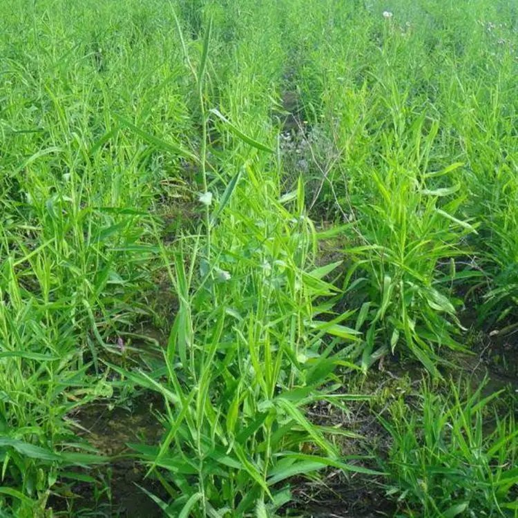 中藥材柴胡種植植株葉子