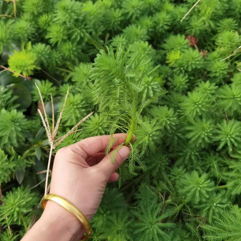 狐尾藻沉水植物水生植物