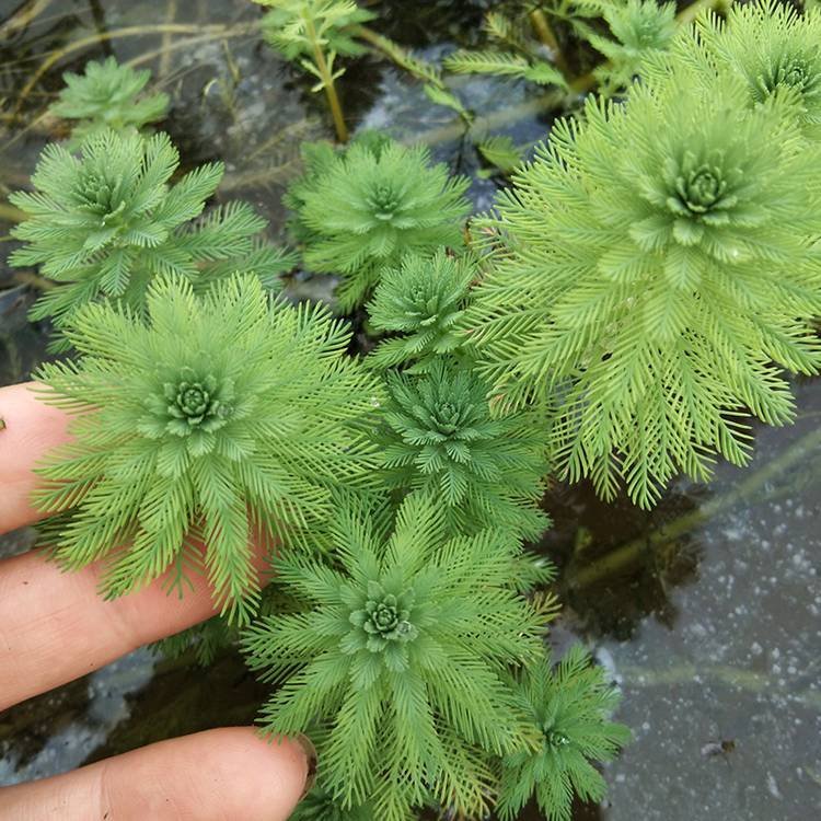 狐尾藻沉水植物水生植物