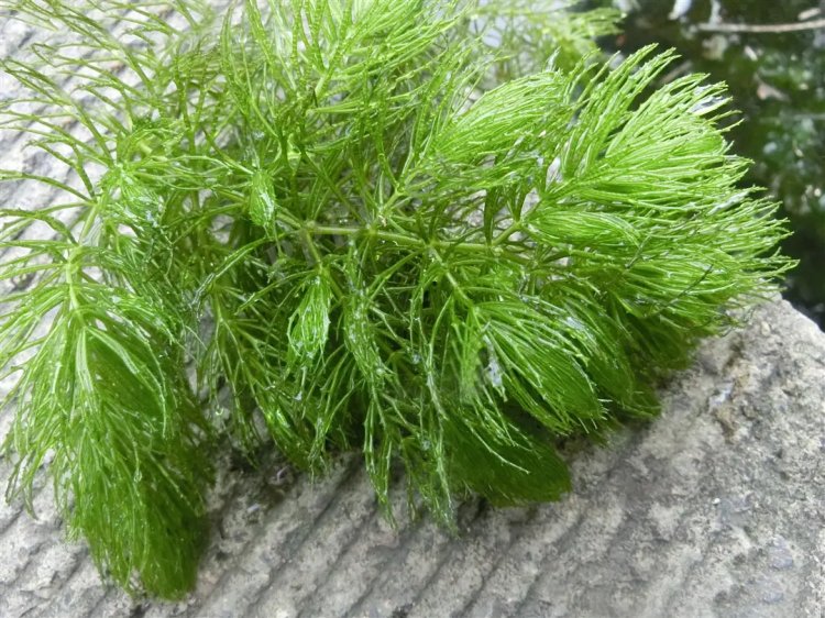 金魚(yú)藻水生沉水植物水草lvcaod.com