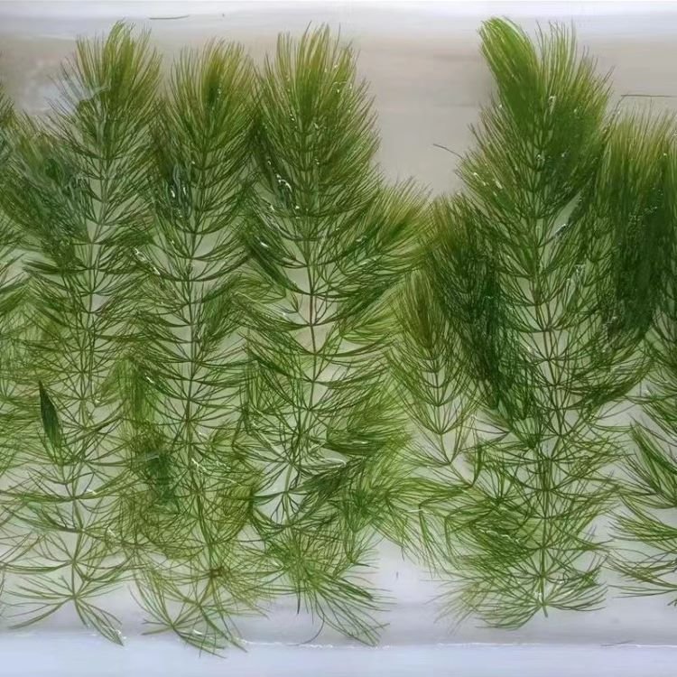 金魚(yú)藻水生沉水植物水草lvcaod.com