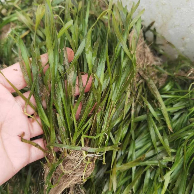 沉水植物苦草