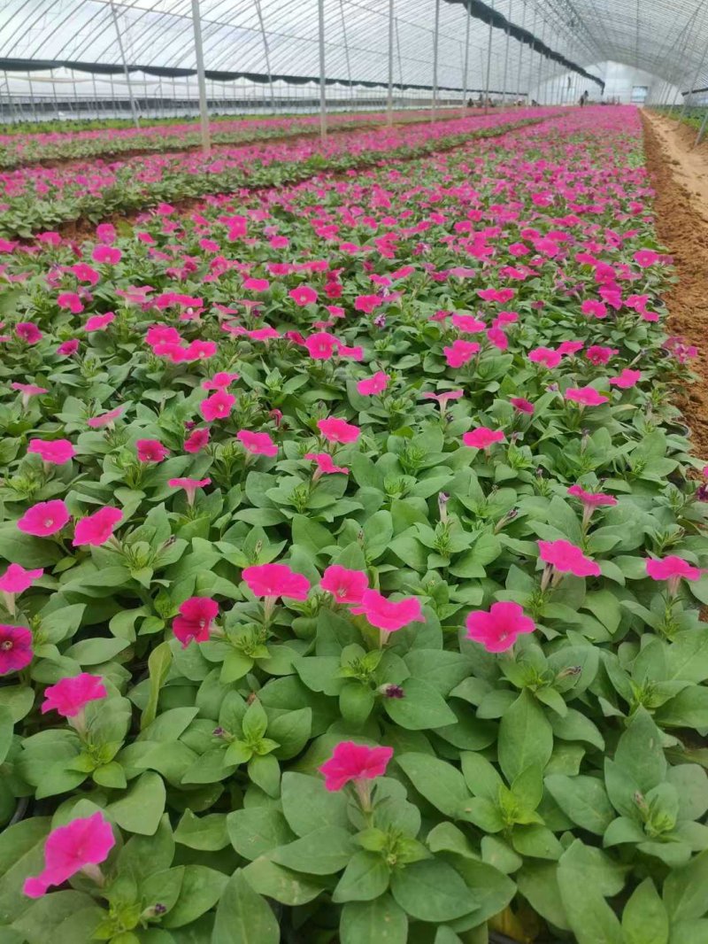 矮牽牛種植基地杯苗盆栽容器苗