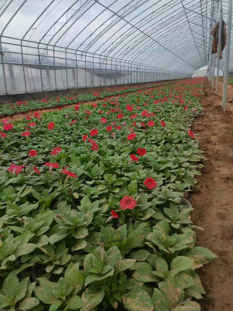 矮牽牛種植基地杯苗盆栽容器苗