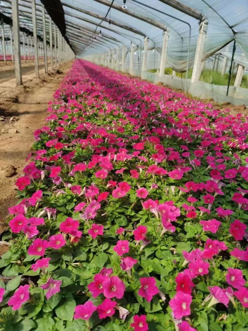 矮牽牛種植基地杯苗盆栽容器苗