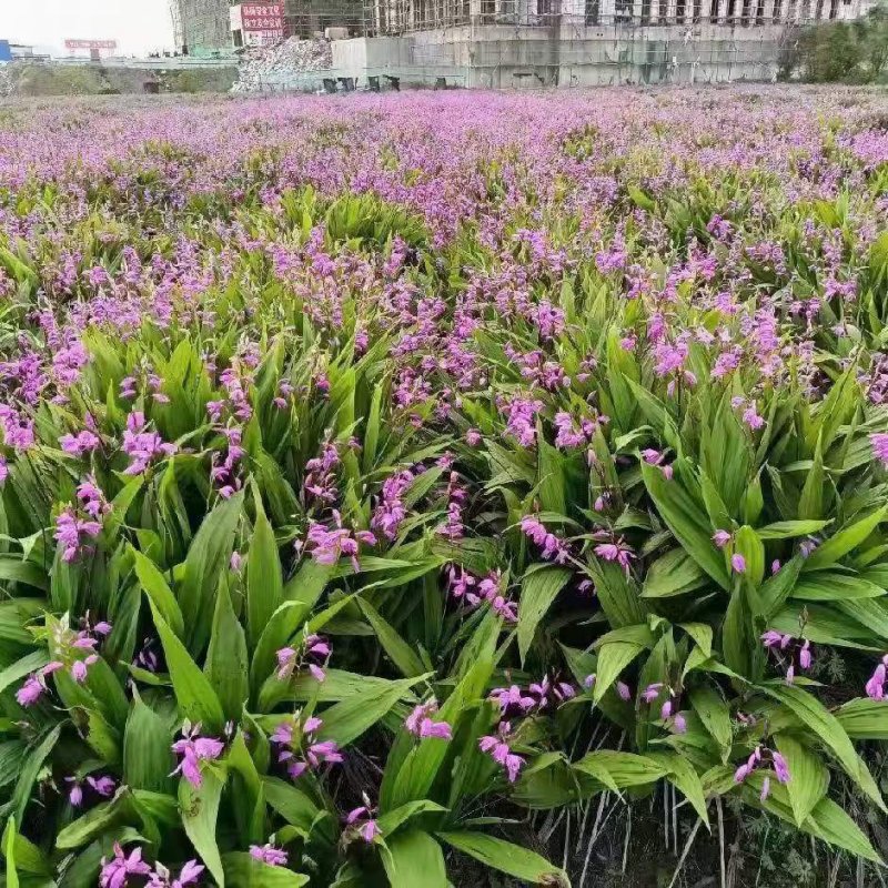 白芨種苗開花葉子