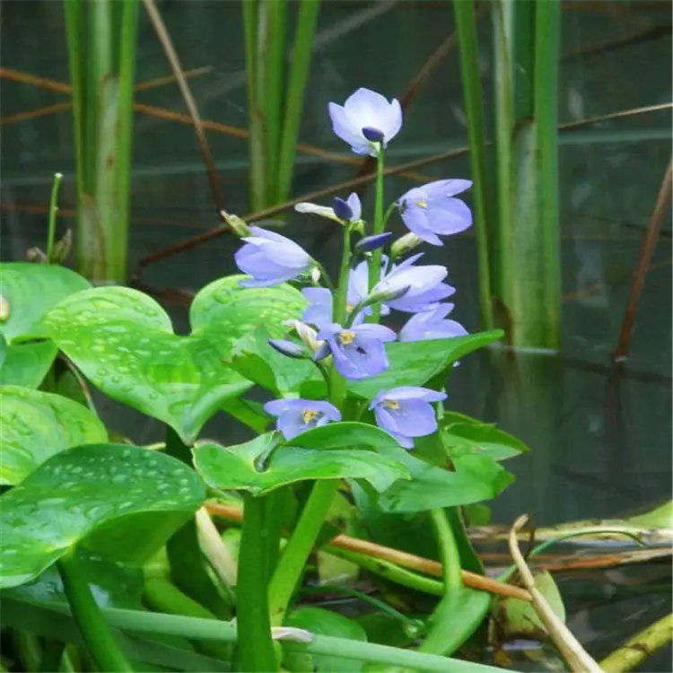 雨久花苗